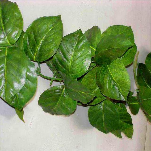 水培扦插心叶藤详细步骤,成活率高,根系发达叶子绿