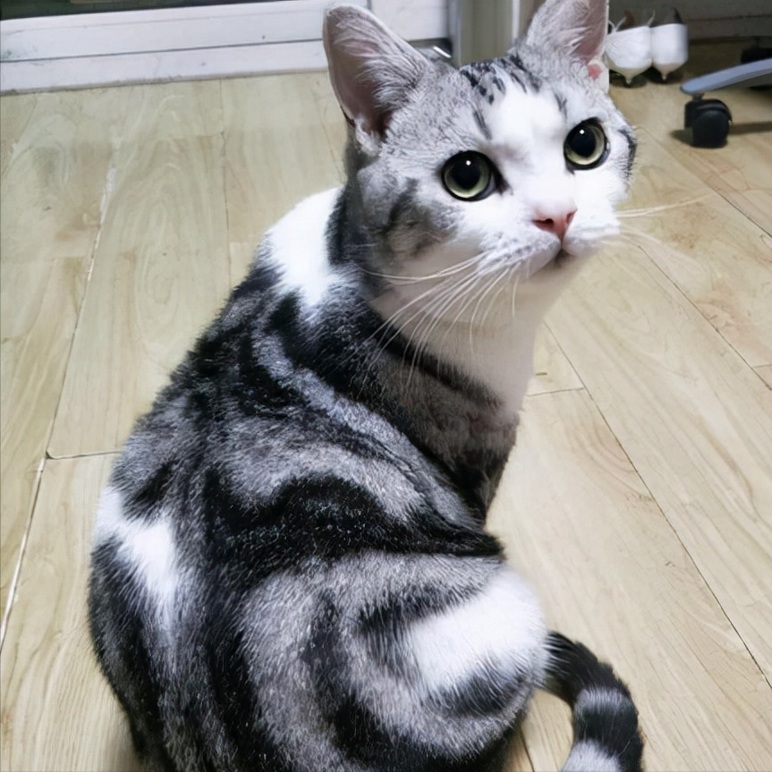 美短猫咪这5大表现,说明它生气了,你却还不知道