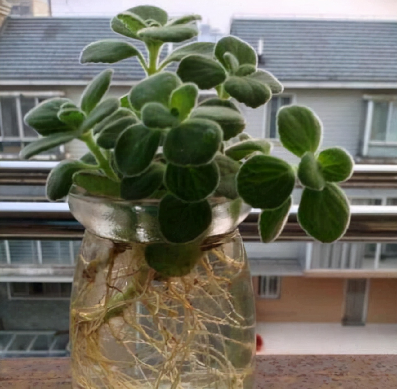 碰碰香的水培方法