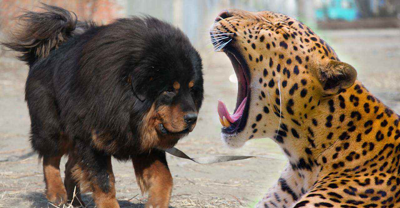 藏獒vs花豹,都说"一獒战三狼",现在看来都是吹牛!