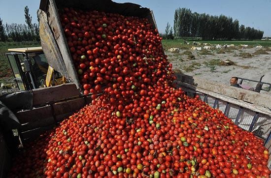 日本番茄酱大王停止进口新疆番茄 新疆番茄产量占全球多少？