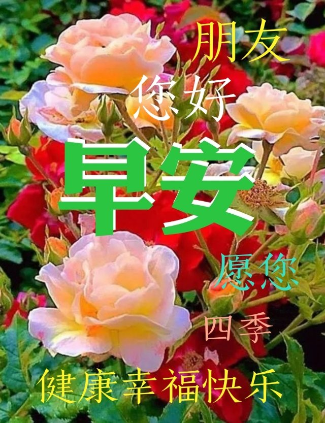 精美的微信群发鲜花早安图片带字带祝福语 温馨早上好祝福语句子