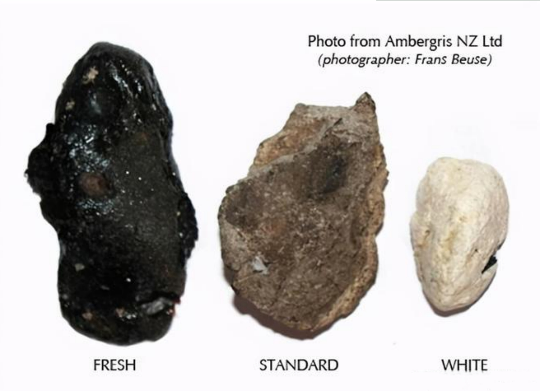 龙涎香,在西方又称灰琥珀,它的外表是阴灰色,或者黑色的,它的形态是