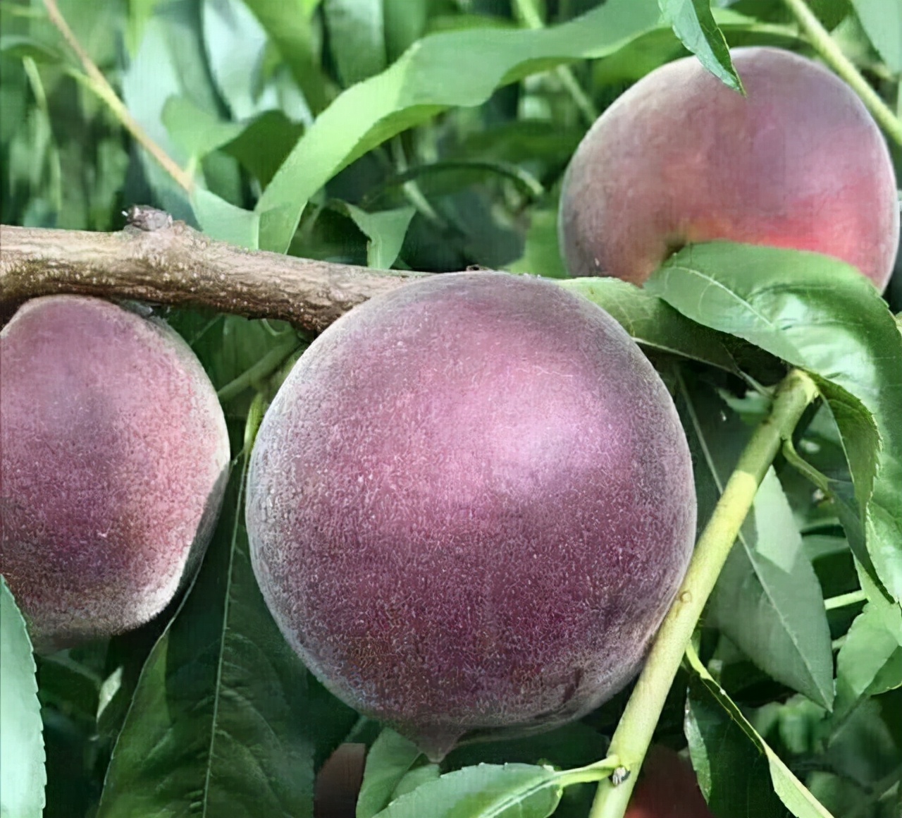 种果树就选这种黑桃皇后,果实甜美软糯,种植简单易成活