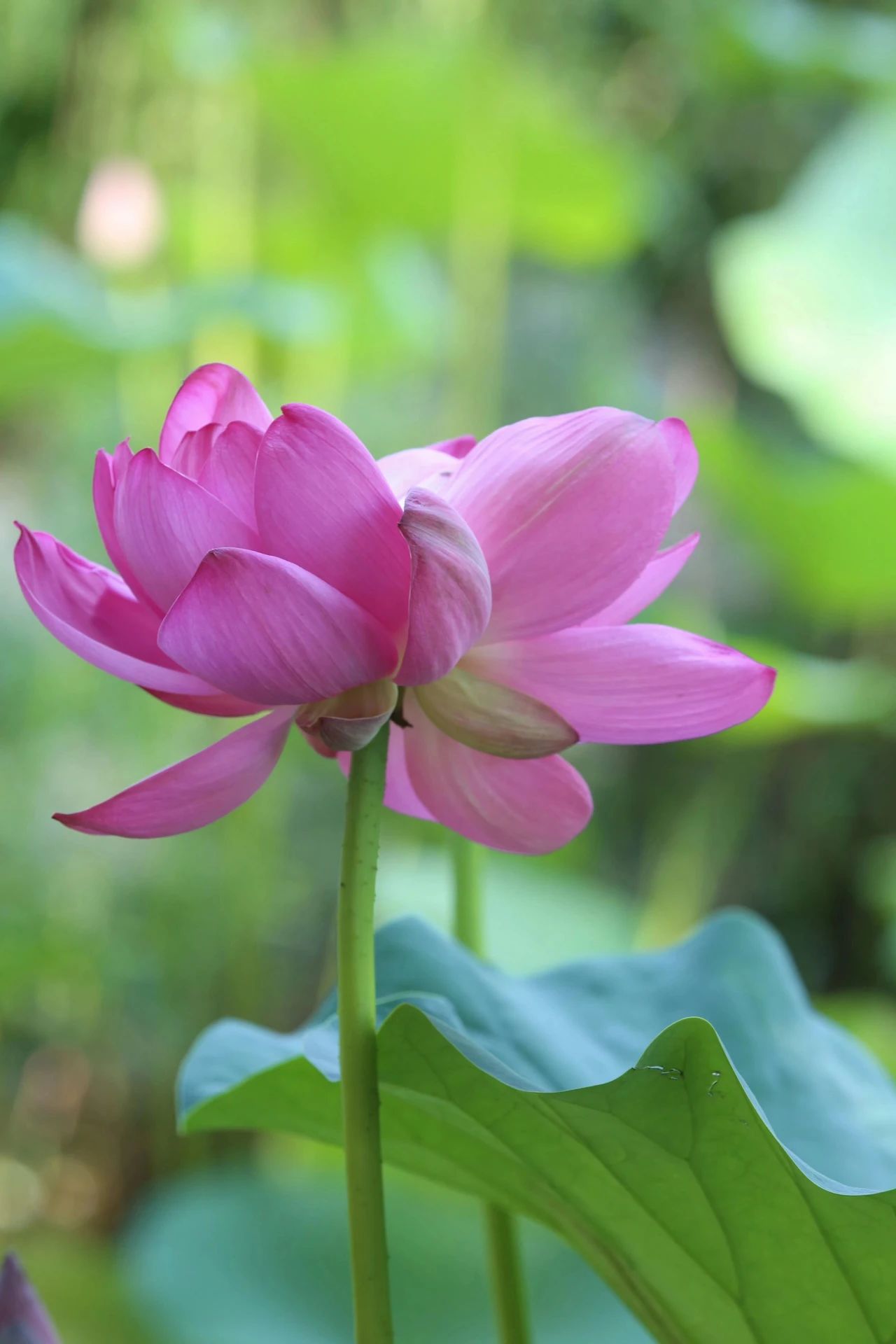 今夏第一朵 圆明园又现罕见并蒂莲