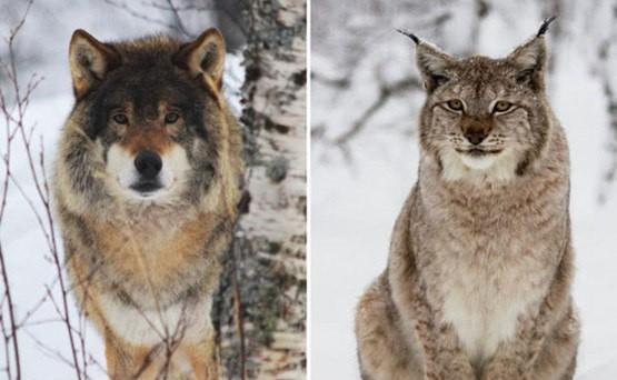 猫科动物比犬科动物要厉害很多,为什么猫科没有将犬科淘汰掉?