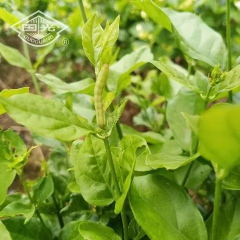 茉莉花花蕾螟的识别及防治方法