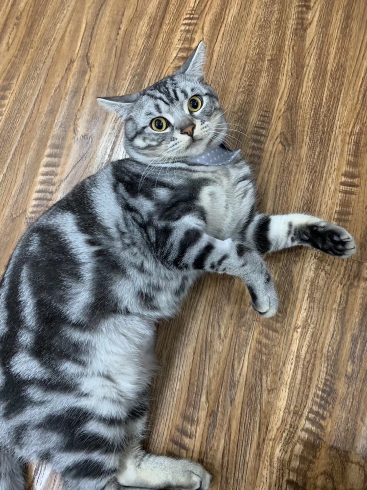 养"美短"6个月后,我开始后悔了