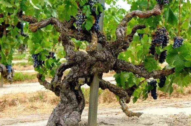 一颗葡萄树应该结多少呢?