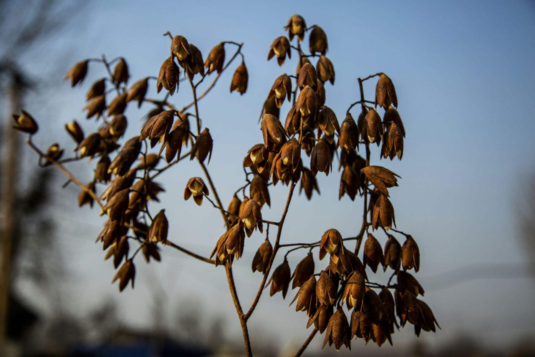 菱花的果实图片