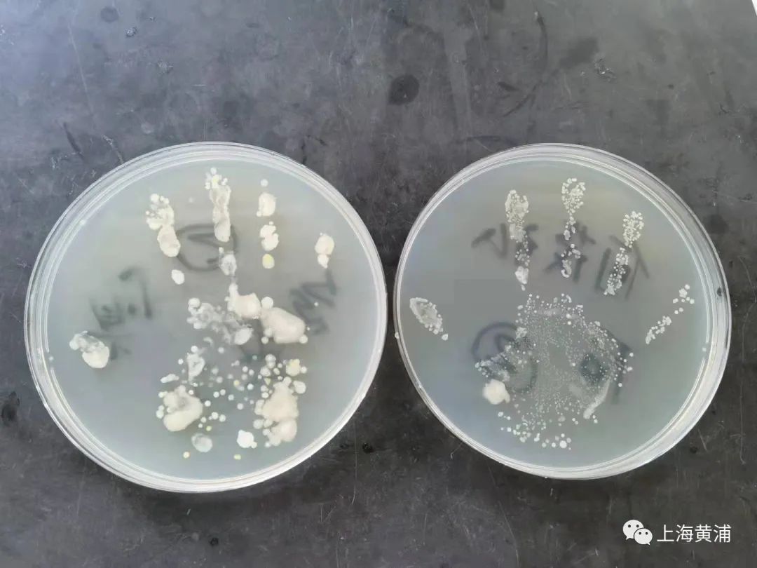 你的小手洗干净了吗?"世界洗手日"前夕,一起来学正确洗手