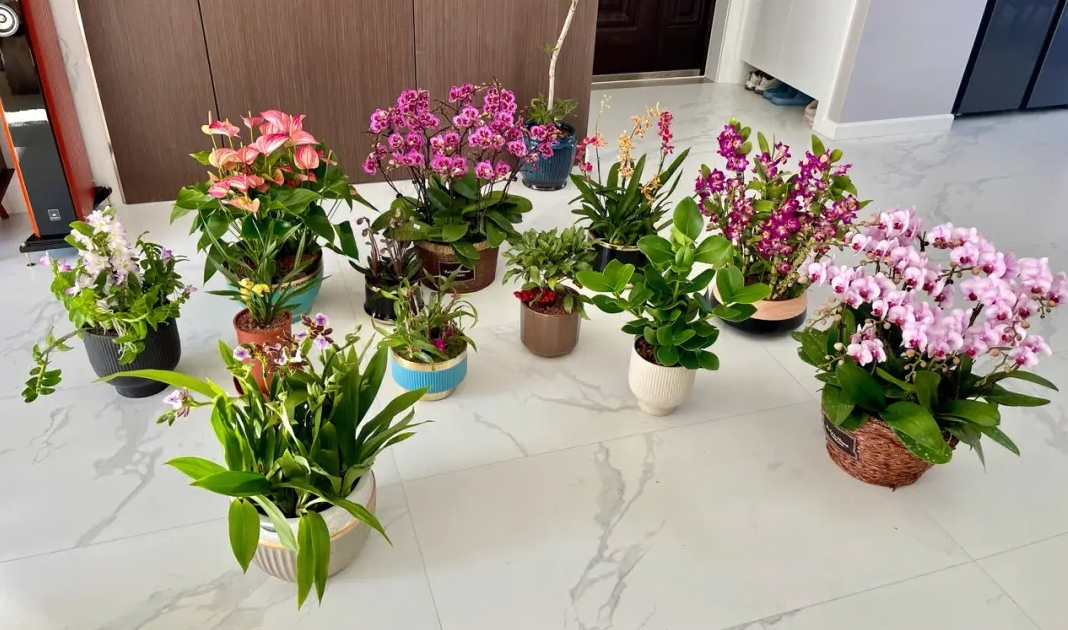 房间里吸甲醛效果最高的是什么植物(室内最吸甲醛的植物是什么)
