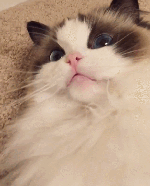 306_380竖版 竖屏gif 动态图 动图