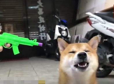 主人想要逗逗柴犬,拿着玩具枪训练狗狗接食物,这招"不讲武德"