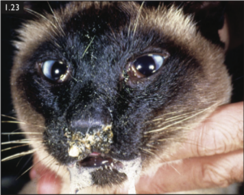 猫疱疹病毒症状图片图片