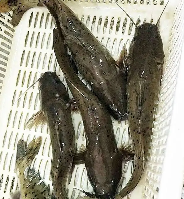 斑鳠:因美味被吃成保护动物,若你家乡有要珍惜,钓到请放生