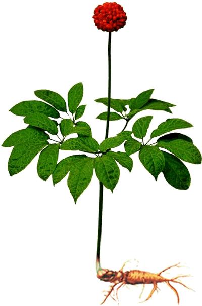 媒体聚焦!文登参花别样红!
