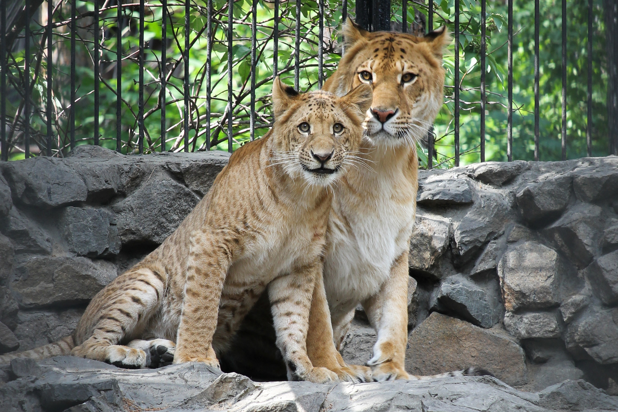 狮虎兽和虎狮兽为了证明谁更厉害,打了一架!猜猜结果怎么样?