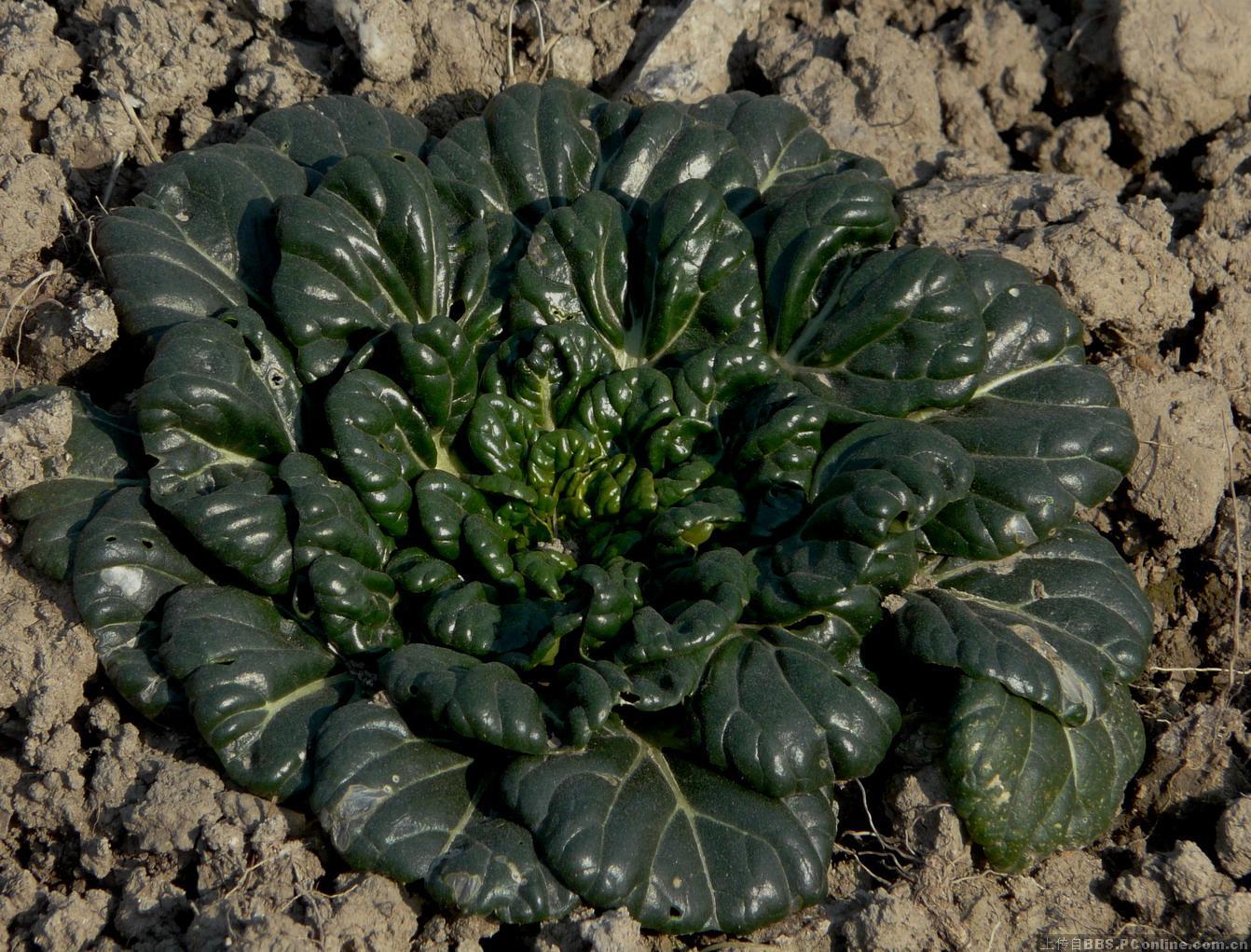 秋天推荐常吃三种食物,排毒养颜,美白护肤,早吃早好!