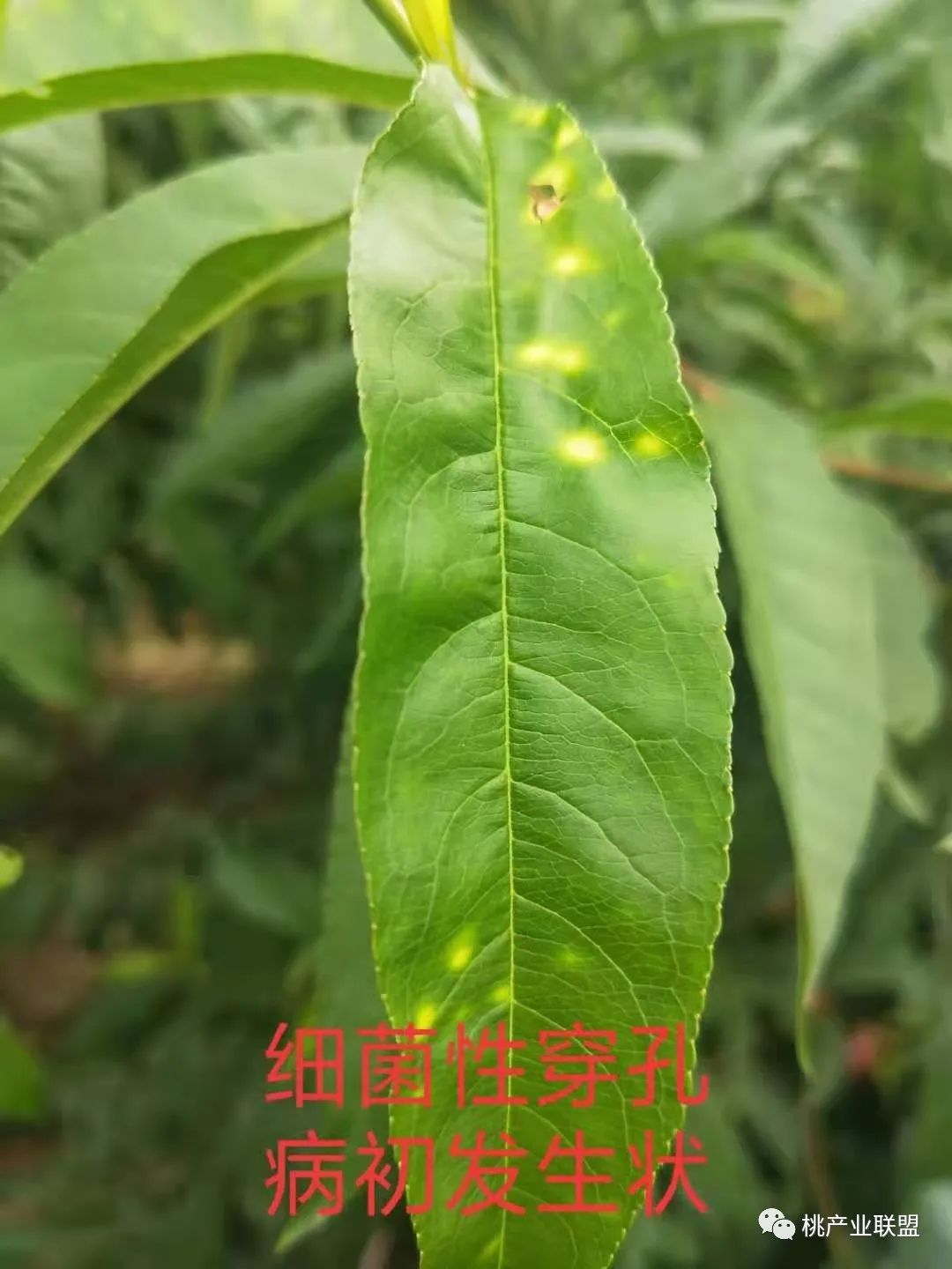 警惕!桃树褐斑穿孔病有爆发趋势