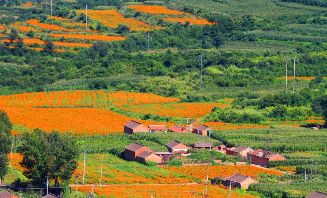 北京市延庆县四海镇山前村——花卉