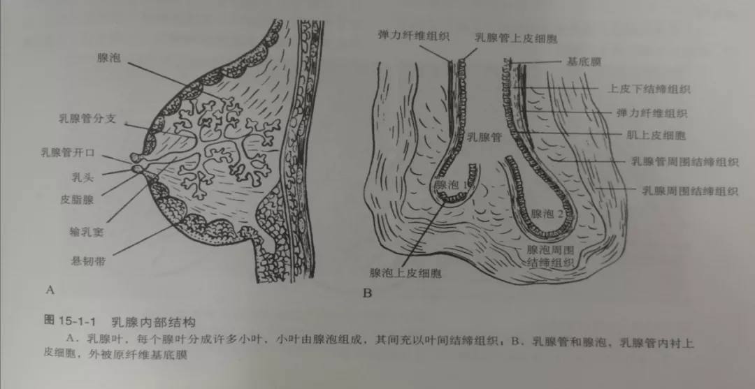 乳腺腺体组织图片