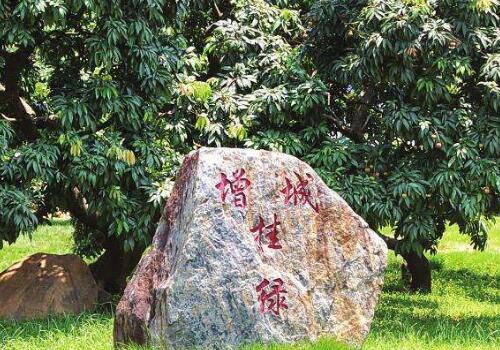广东拍卖最贵的一颗"荔枝",被富商花55万买下,带回家吃