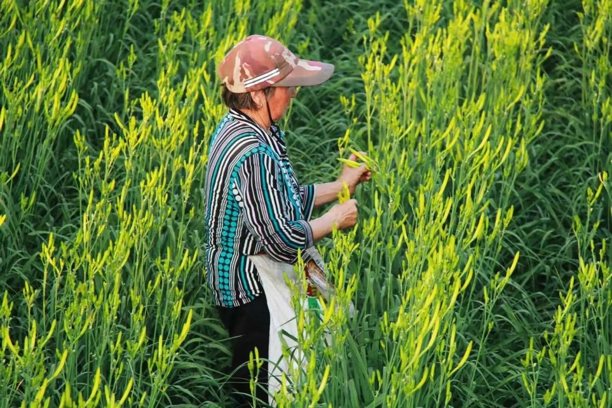 种植黄花菜想要获得持续的高产,科学的田间管理不可少