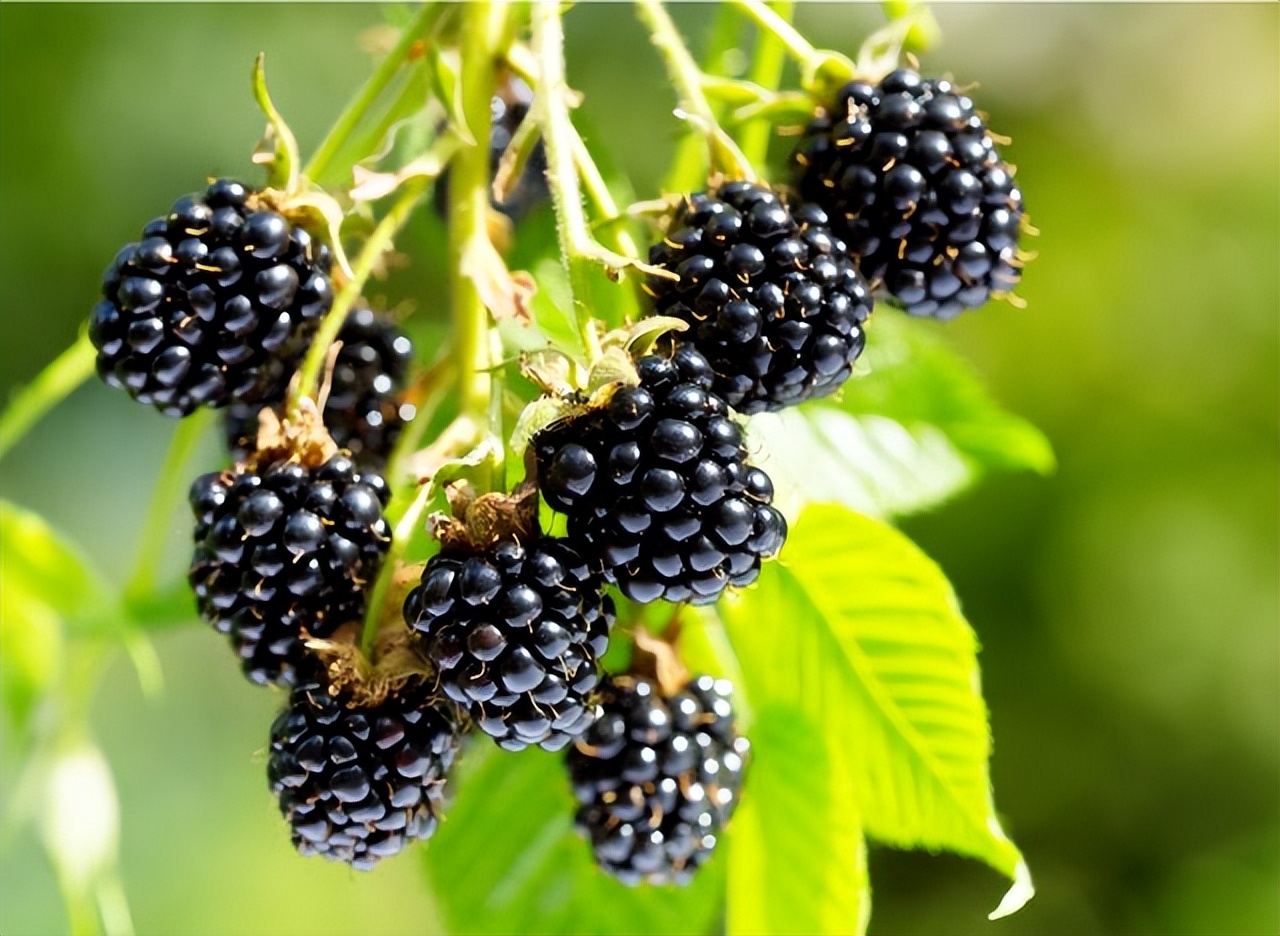 原来吃黑莓有这么惊人效果,快来看看吧!这些你不知道的知识