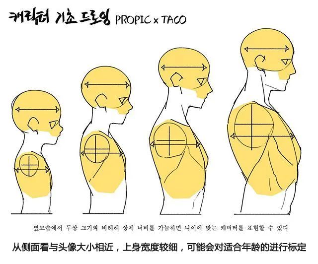 初學者必備繪畫的人體比例知識點彙總收藏起來慢慢看