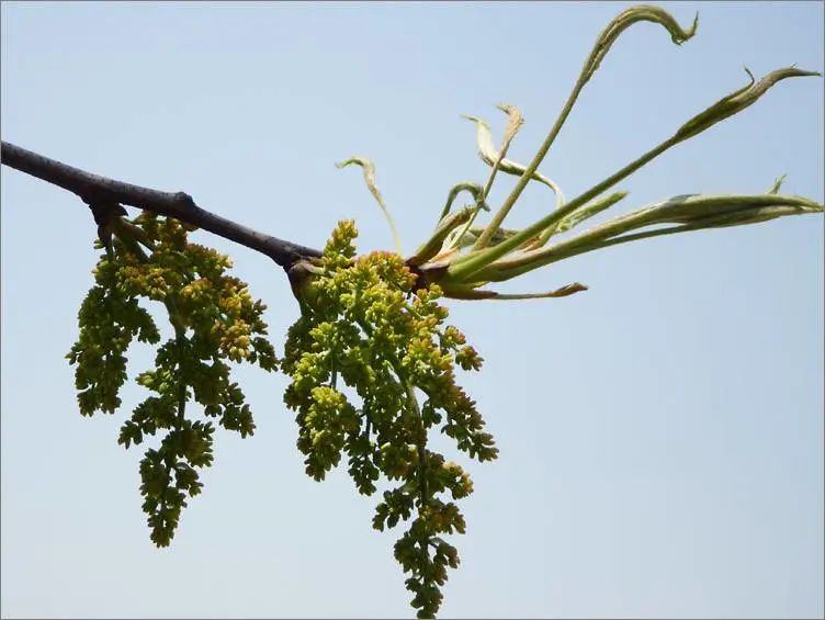 帝富莱黄鹂芽的花语是什么?帝富莱黄鹂芽的花长什么样?