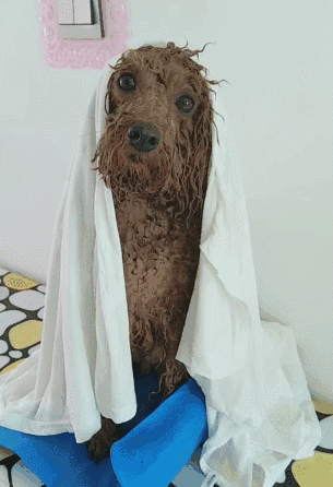 泰迪饲养指南,不拿白不拿!