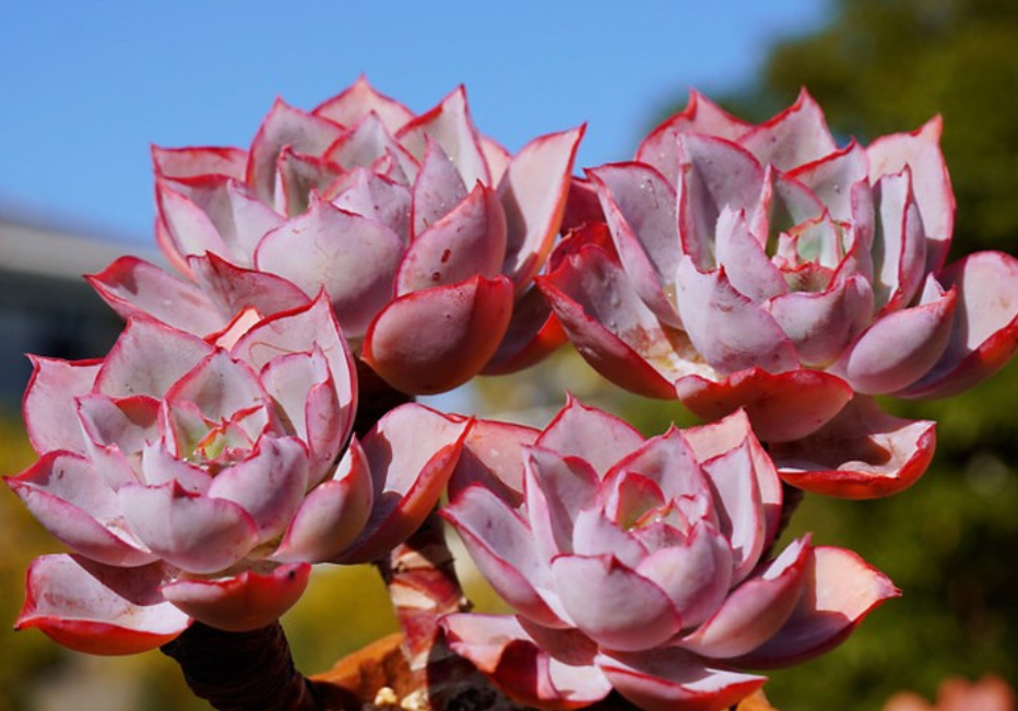 多肉肯尼迪,有时像白玫瑰,有时又像晚霞,不过不管像谁它都美!