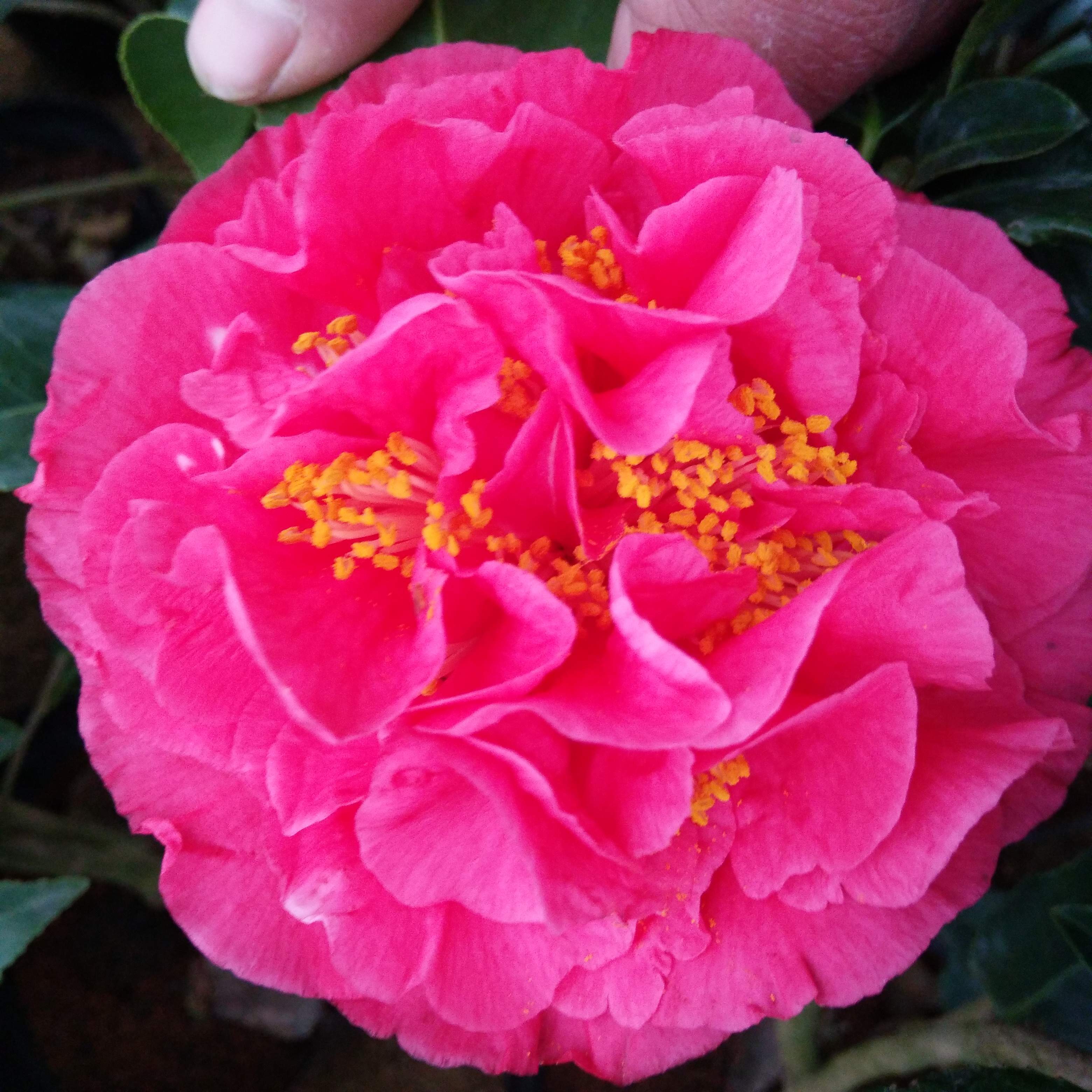 克瑞墨大牡丹山茶花,美观大气,香味宜人