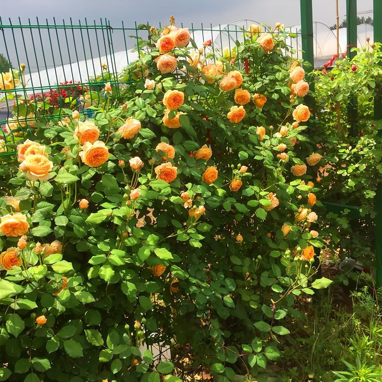 玛格丽特王妃——制作花墙的"利器",丰花勤花,养护很简单
