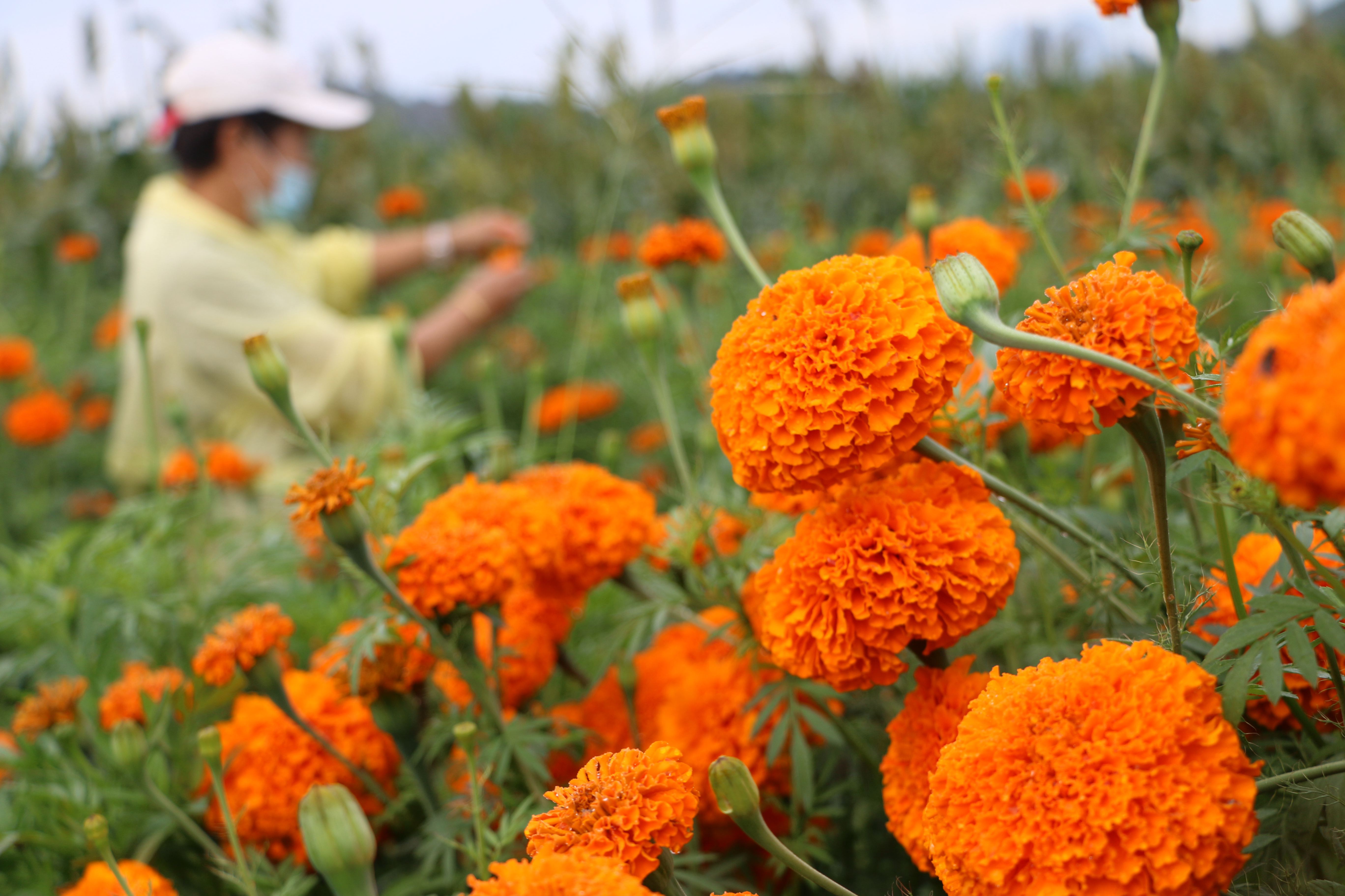 河北承德:万寿菊飘香 农民采摘忙