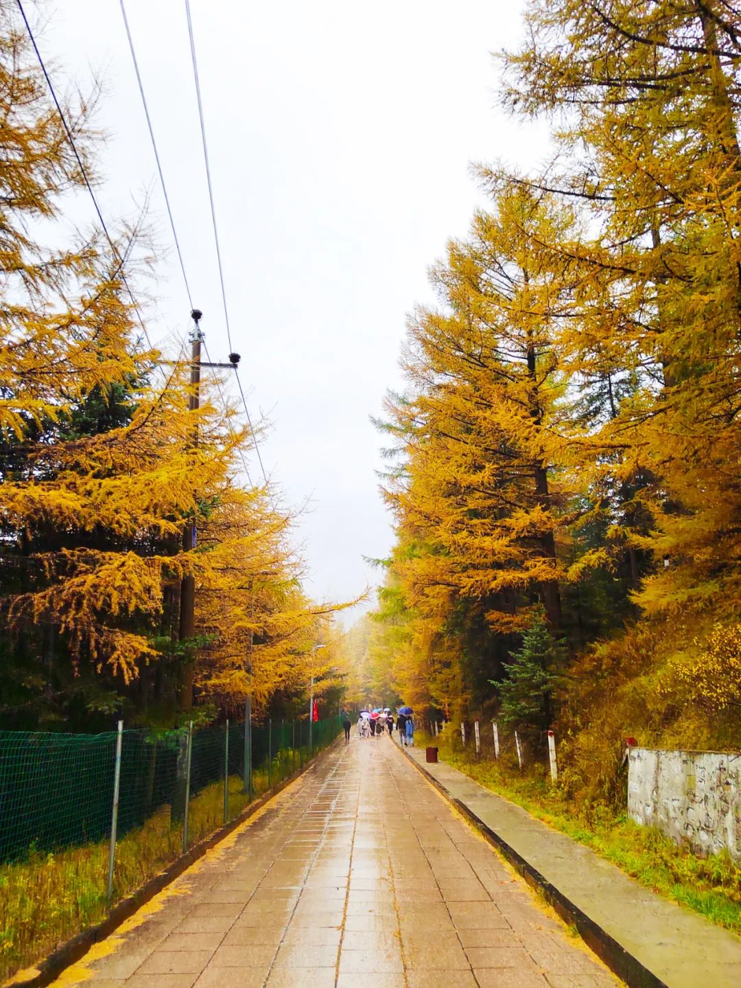 不出远门忻州也有好风景芦芽山景区游客秩序井然赏美景