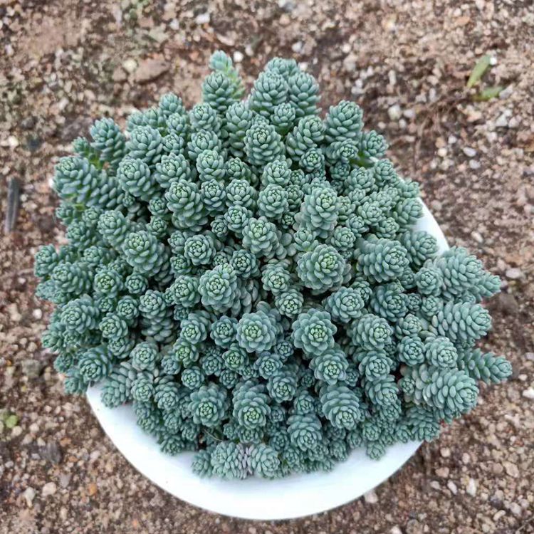 姬星美人的养殖方法和注意事项