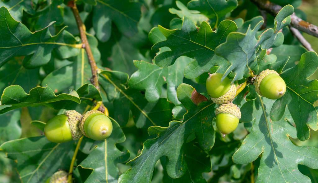 俗称"陀螺果",曾是人类主食,做豆腐很美味,如今没人要