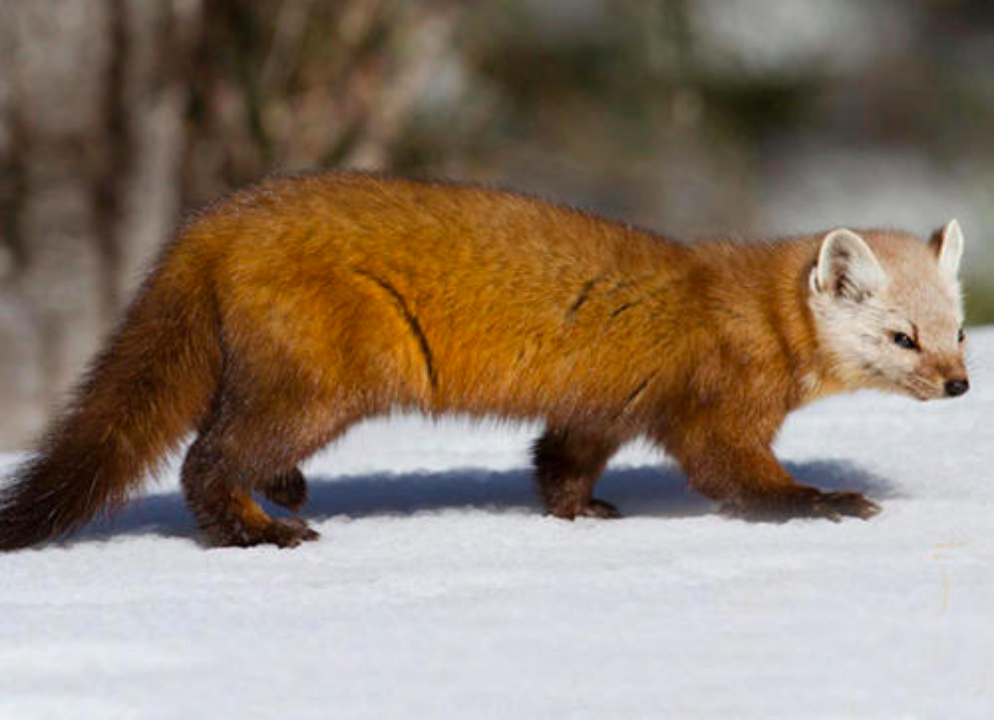 北方穿貂儿,南方露腰.可貂与貂皮的故事切莫弄混淆