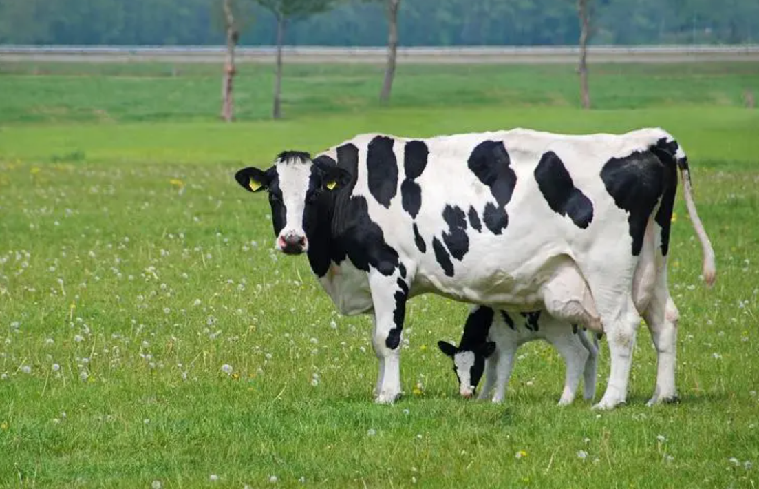 奶牛不怀孕就可以一直产奶吗?怪现象:奶牛场里,很难看到公牛
