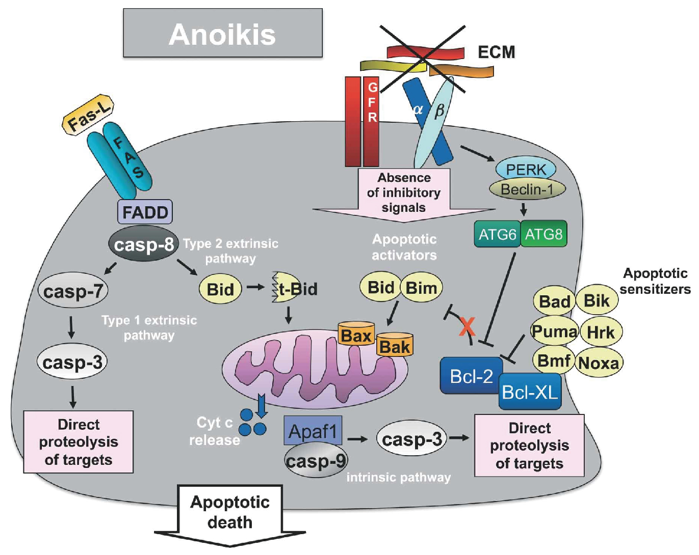 细胞失巢凋亡研究是什么?