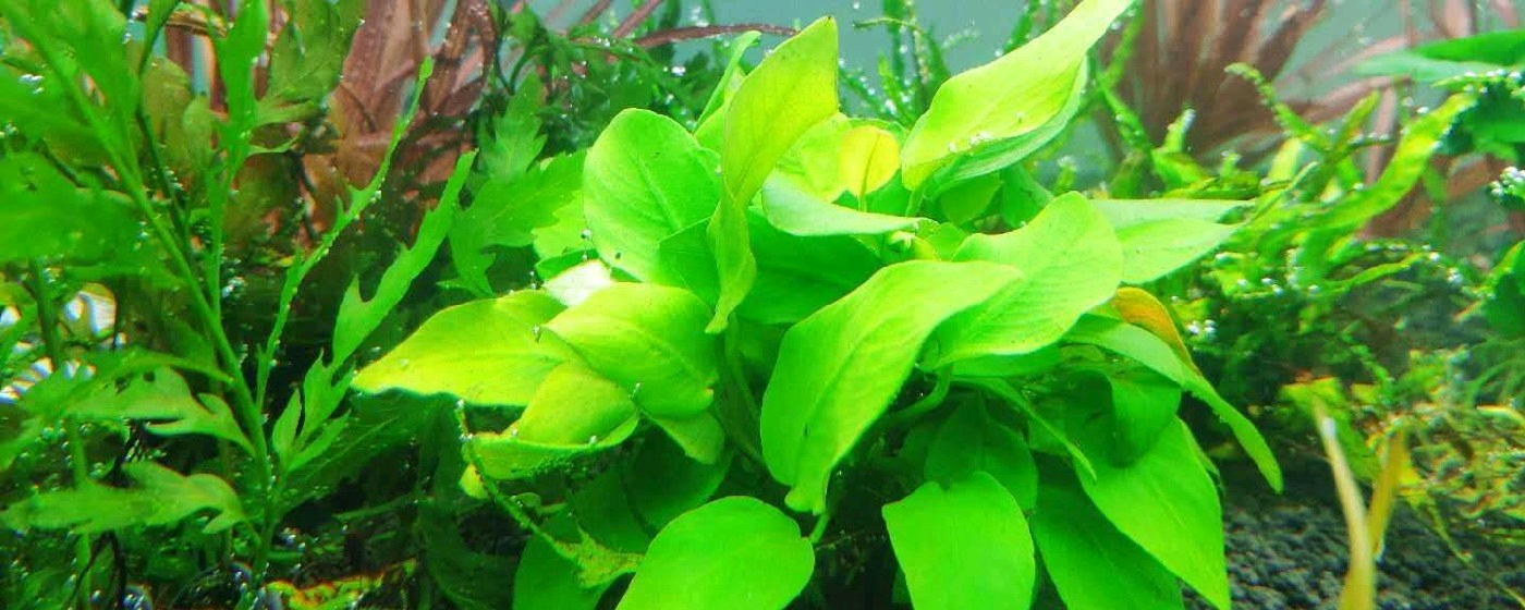 冷水水草有哪些?冷水水草怎么养殖?