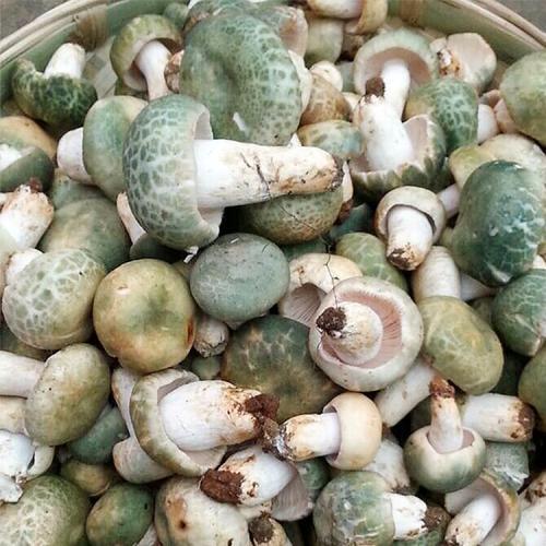 百度爱采购首页 商品专题_绿豆青头菌在炒制时比较美味,深受人们的