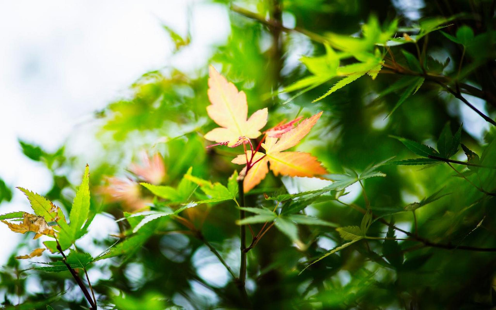 初秋的清晨,微风拂过树梢,落叶袅袅而下,仿佛在告诉人们:秋天已悄然