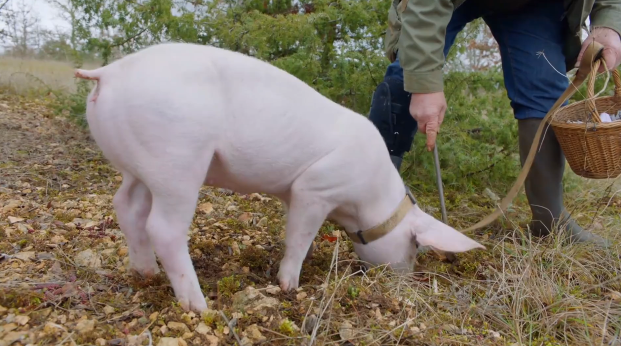 一种被人类误解长达千年的动物,国外拍了一部关于它的纪录片