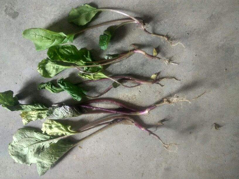 红菜苔叶子发黄变枯是什么病