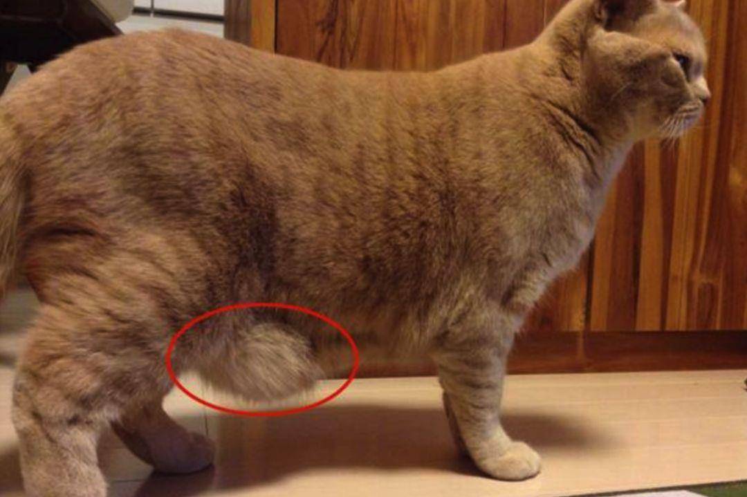 猫咪肚子下垂是正常的吗?