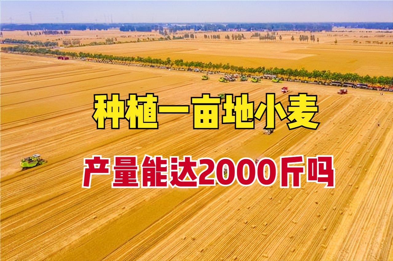 小麦产量逐年破纪录!亩产能达到2000斤吗?为何有人不足1000斤?