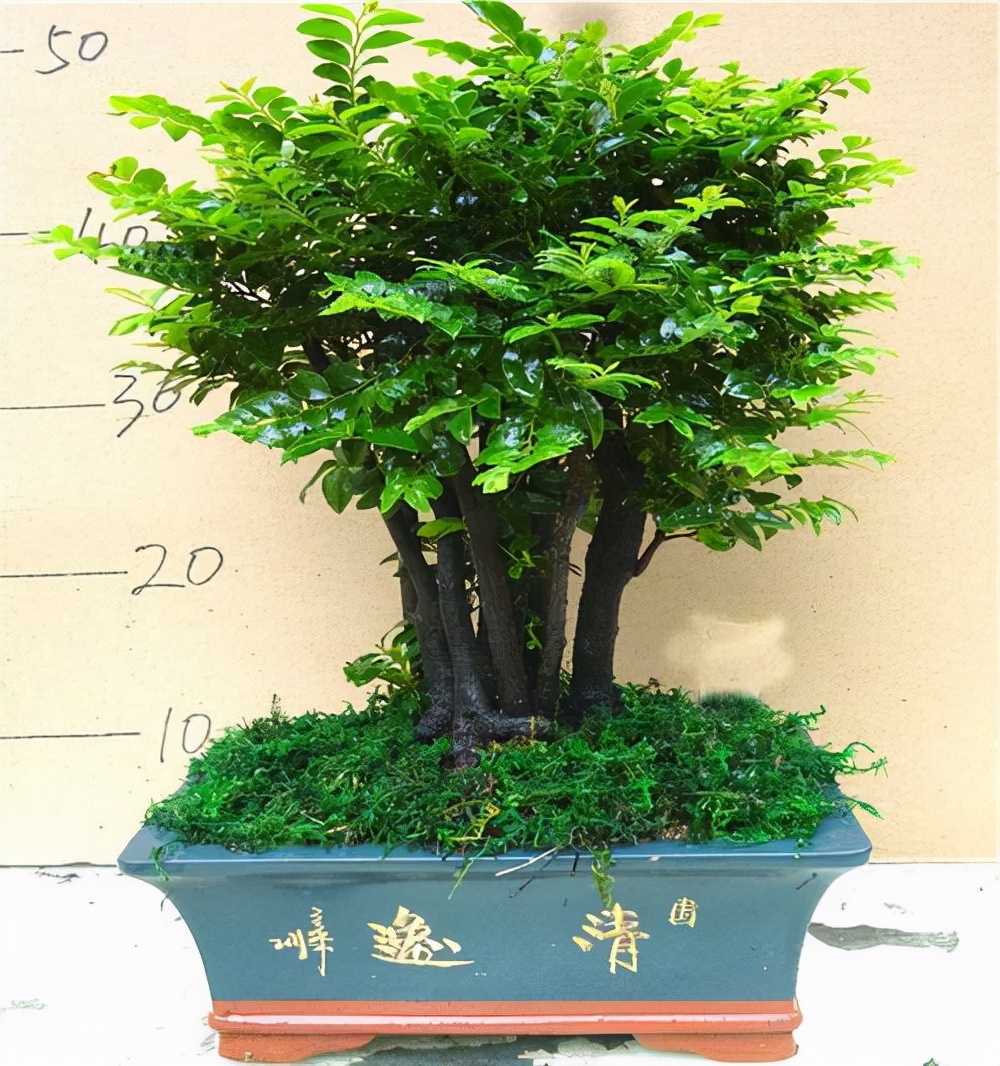 小叶紫檀盆景易于照顾,不怕干燥和冰冻.它寓意美丽,适合家庭种植